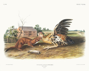 John Woodhouse Audubon - Killing a Chicken: Putorius fuscus, Tawny Weasel. Male