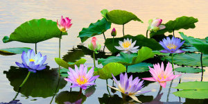 Teo Rizzardi - Flowered Pond
