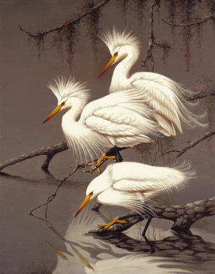Robertson - Snowy Egrets