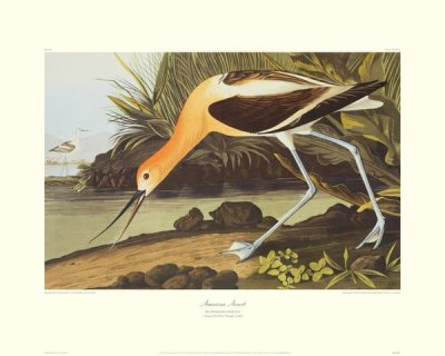 John James Audubon - American Avocet (decorative border)