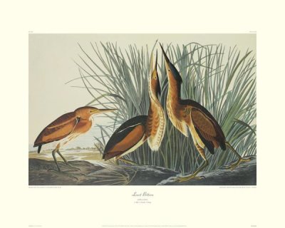 John James Audubon - Least Bittern (decorative border)