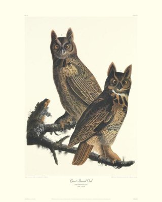 John James Audubon - Great Horned Owl (decorative border)
