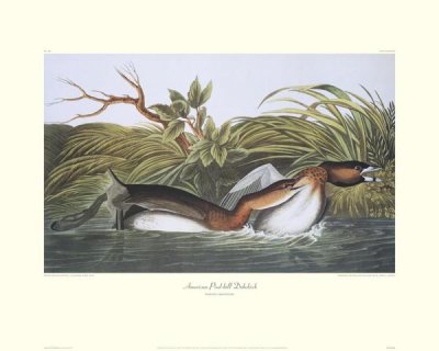 John James Audubon - American Pied-Bill Dobchick (decorative border)