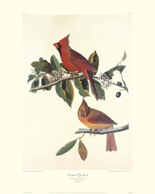 John James Audubon - Cardinal Grosbeak (decorative border)