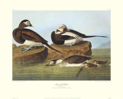 John James Audubon - Long-Tailed Duck (decorative border)