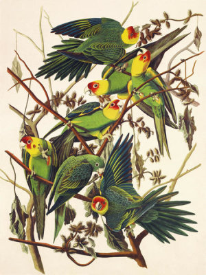 John James Audubon - Carolina Parrot