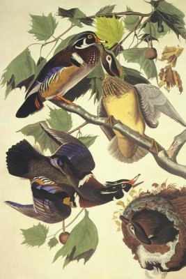 John James Audubon - Summer Or Wood Duck