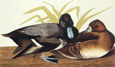 John James Audubon - Scaup Duck