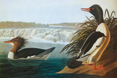 John James Audubon - Goosander