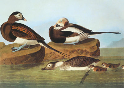 John James Audubon - Long-Tailed Duck