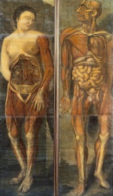 Jacques Fabian Gautier D'agoty - Anatomical Drawings of Male and Female Figures