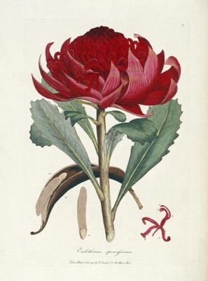 James Edward Smith - A Specimen of The Botany of New Holland