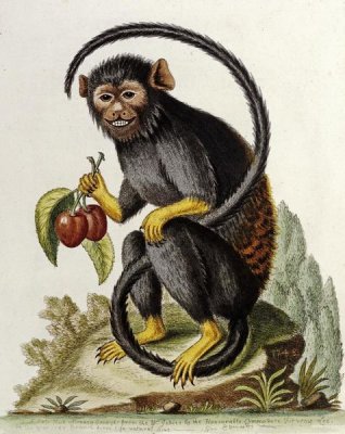 George Edwards - A Little Black Monkey