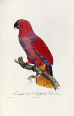 Francois Levaillant - Histoire Naturelle Des Perroquets