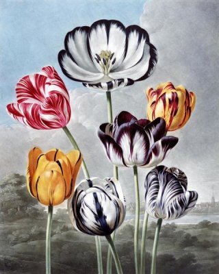 Robert John Thornton - Tulips