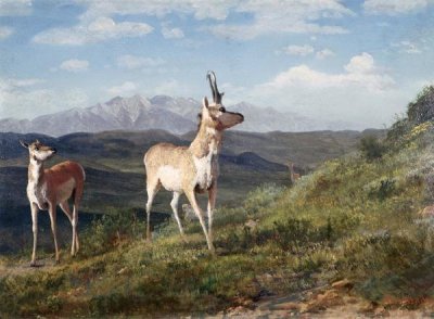 Albert Bierstadt - Antelope