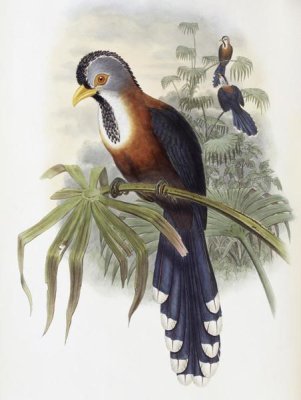 John Gould - Curled-Crested Cuckoo