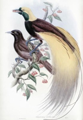 John Gould - Greater Bird of Paradise