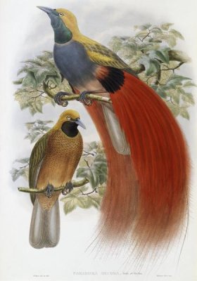 John Gould - Grey-Chested Bird of Paradise
