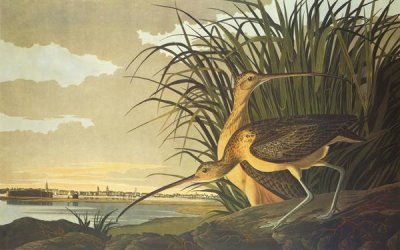 John James Audubon - Long-Billed Curlew