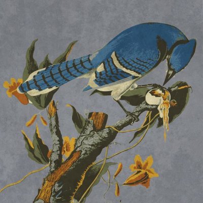 BG.Studio - Audubon Decor - Bluejay Detail