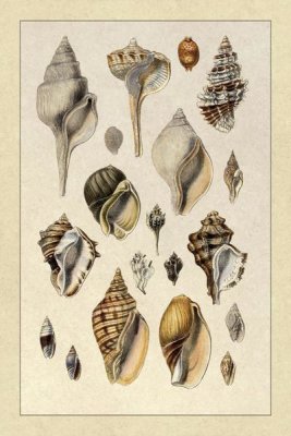 G.B. Sowerby - Shells: Sessile Cirripedes #3