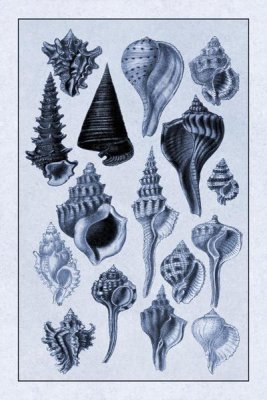 G.B. Sowerby - Shells: Trachelipoda #4 (Blue)