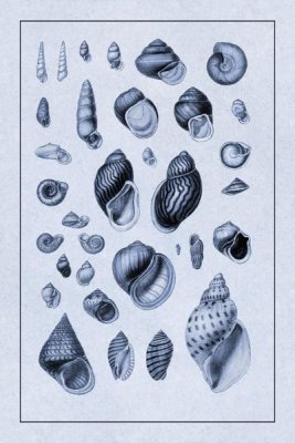G.B. Sowerby - Shells: Sessile Cirripedes #2 (Blue)