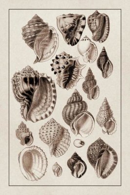 G.B. Sowerby - Shells: Purpurifera (Sepia)