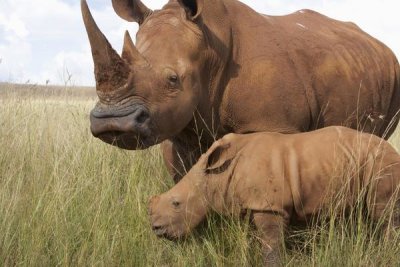 Matthias Breiter - White Rhinoceros mother and calf, Rhino and Lion Nature Reserve, South Africa