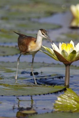 Matthias Breiter - African Jacana juvenile foraging for insects in water lily flower, Okavango Delta, Botswana