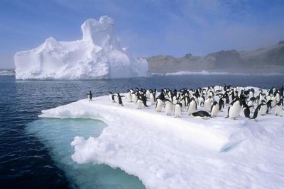 Tui De Roy - Adelie Penguin group crowding on melting summer ice floe, Possession Island, Ross Sea, Antarctica