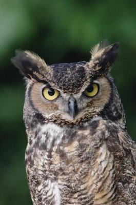 Gerry Ellis - Great Horned Owl close-up portrait, North America