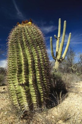 Gerry Ellis - Saguaro with Fishhook Barrel Cactus in the foreground, Sonoran Desert, Arizona
