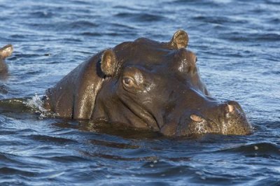 Suzi Eszterhas - Hippopotamus, northern Botswana