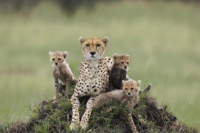 Suzi Eszterhas - Cheetah mother and eight to nine week old cubs, Maasai Mara Reserve, Kenya