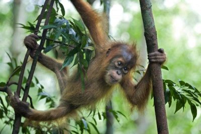 Suzi Eszterhas - Sumatran Orangutan six month old baby playing in tree, north Sumatra, Indonesia