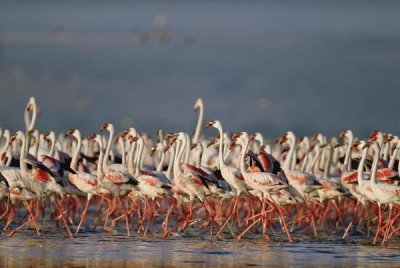Tim Fitzharris - Greater Flamingo and Lesser Flamingo flock in a mass courtship dance, Lake Nakuru, Kenya