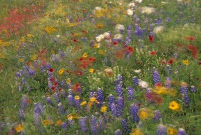 Tim Fitzharris - Wildflowers blowing in the wind, Hill Country, Texas