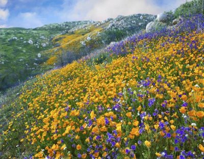 Tim Fitzharris - California Poppy and Desert Bluebell flowers, Canyon Hills, Santa Ana Mountains, California