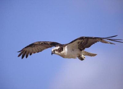 Tim Fitzharris - Osprey flying, North America