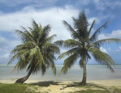 Tim Fitzharris - Palm trees, Agana Beach, Guam