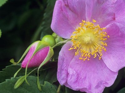Tim Fitzharris - Rose flower, British Columbia, Canada