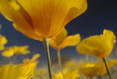 Tim Fitzharris - Mexican Golden Poppy detail, New Mexico