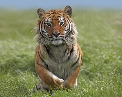 Tim Fitzharris - Siberian Tiger running, native to Russia