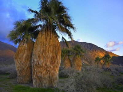 Tim Fitzharris - Real Fan Palm Anza-Borrego Desert, California