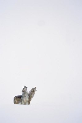 Tim Fitzharris - Timber Wolf pair howling in snow, North America