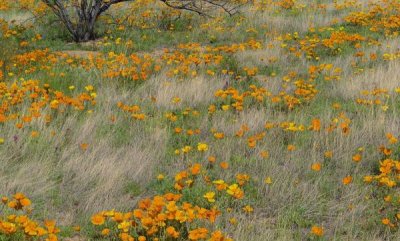 Tim Fitzharris - California Poppy meadow with grasses, California