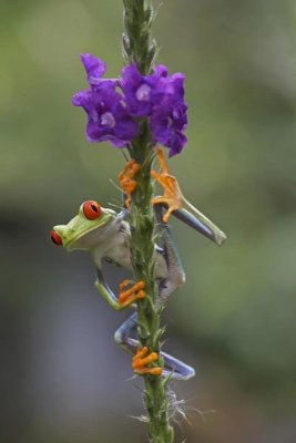 Tim Fitzharris - Red-eyed Tree Frog climbing on flower, Costa Rica