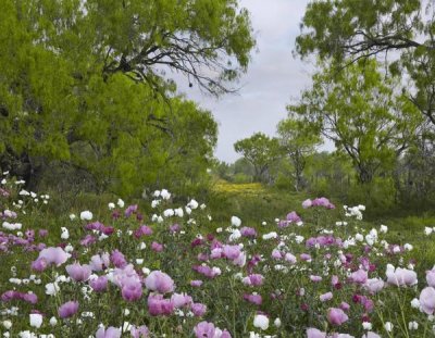Tim Fitzharris - Long Pricklyhead Poppy field near Christine, Texas